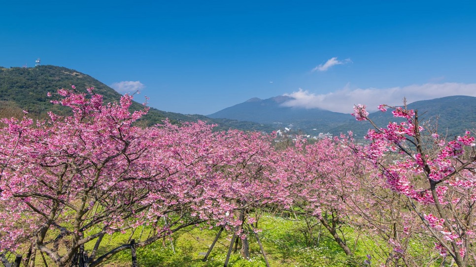 M&ugrave;a hoa anh đ&agrave;o tại F168nhacai đón tết bính ngọ 2026 Dương Minh Sơn