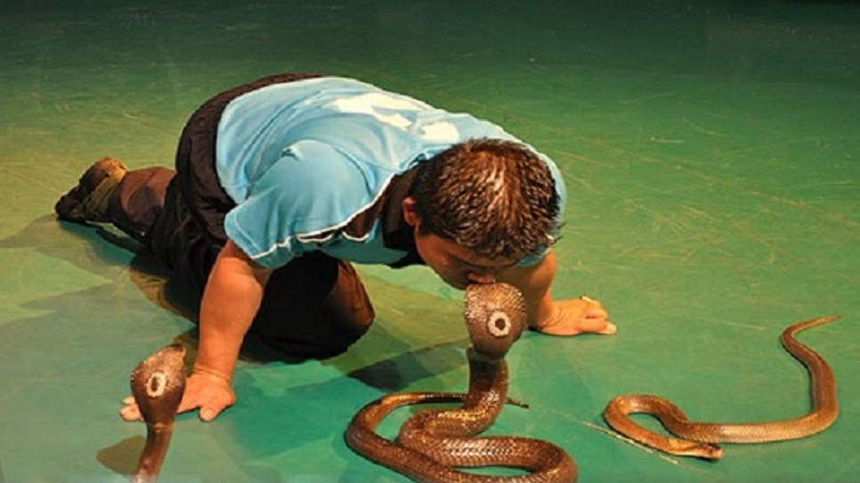 Trung t&acirc;m nghi&ecirc;n cứu rắn độc 