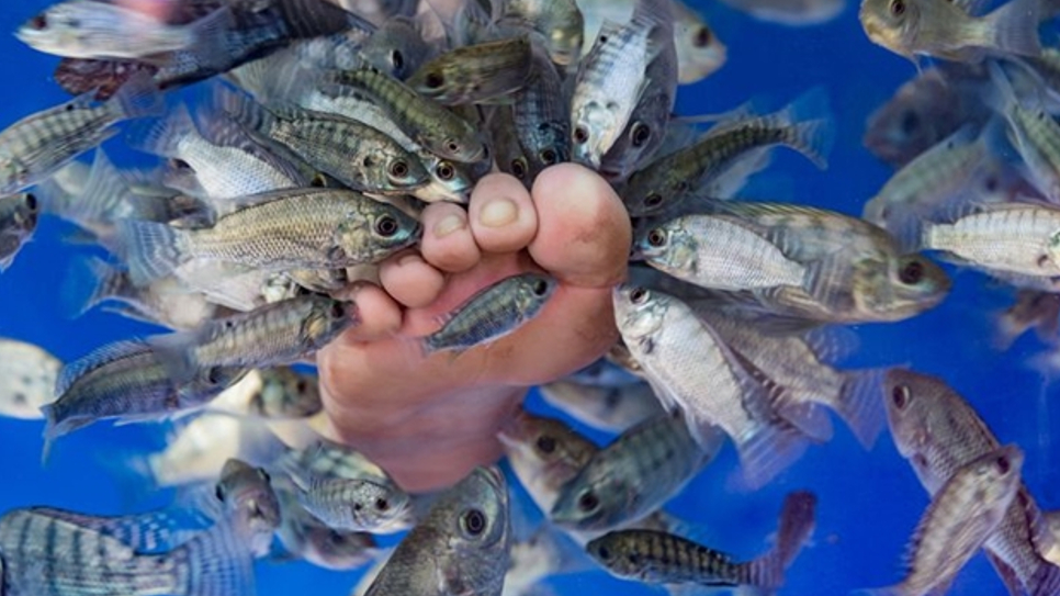 Massage ch&acirc;n ở hồ c&aacute; (Dr.fish)
