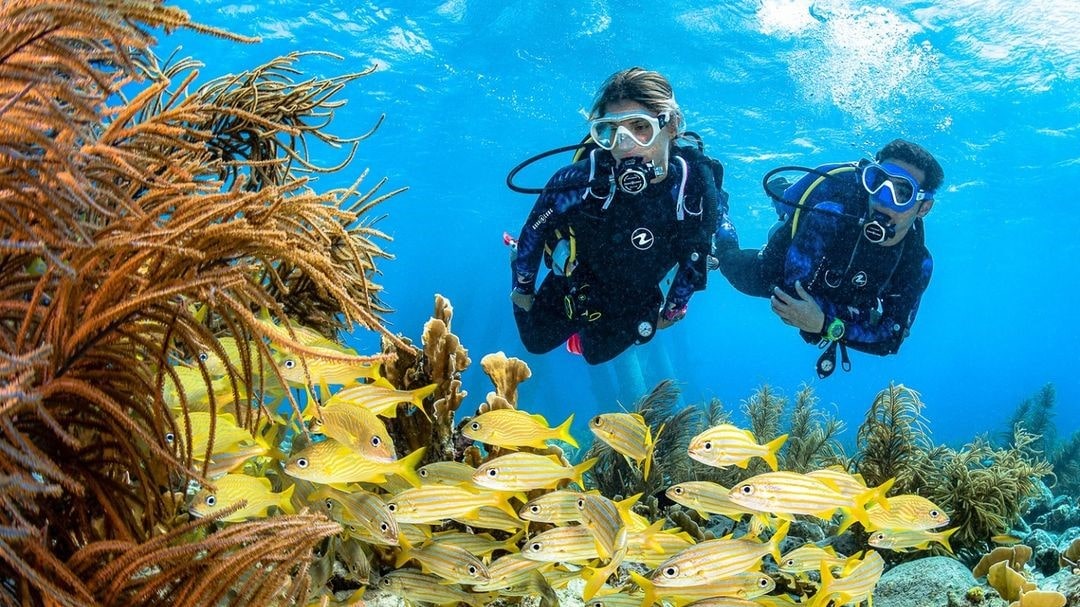 Ngắm lặn những bãi san hô, khám phá những nét đẹp của biển cả